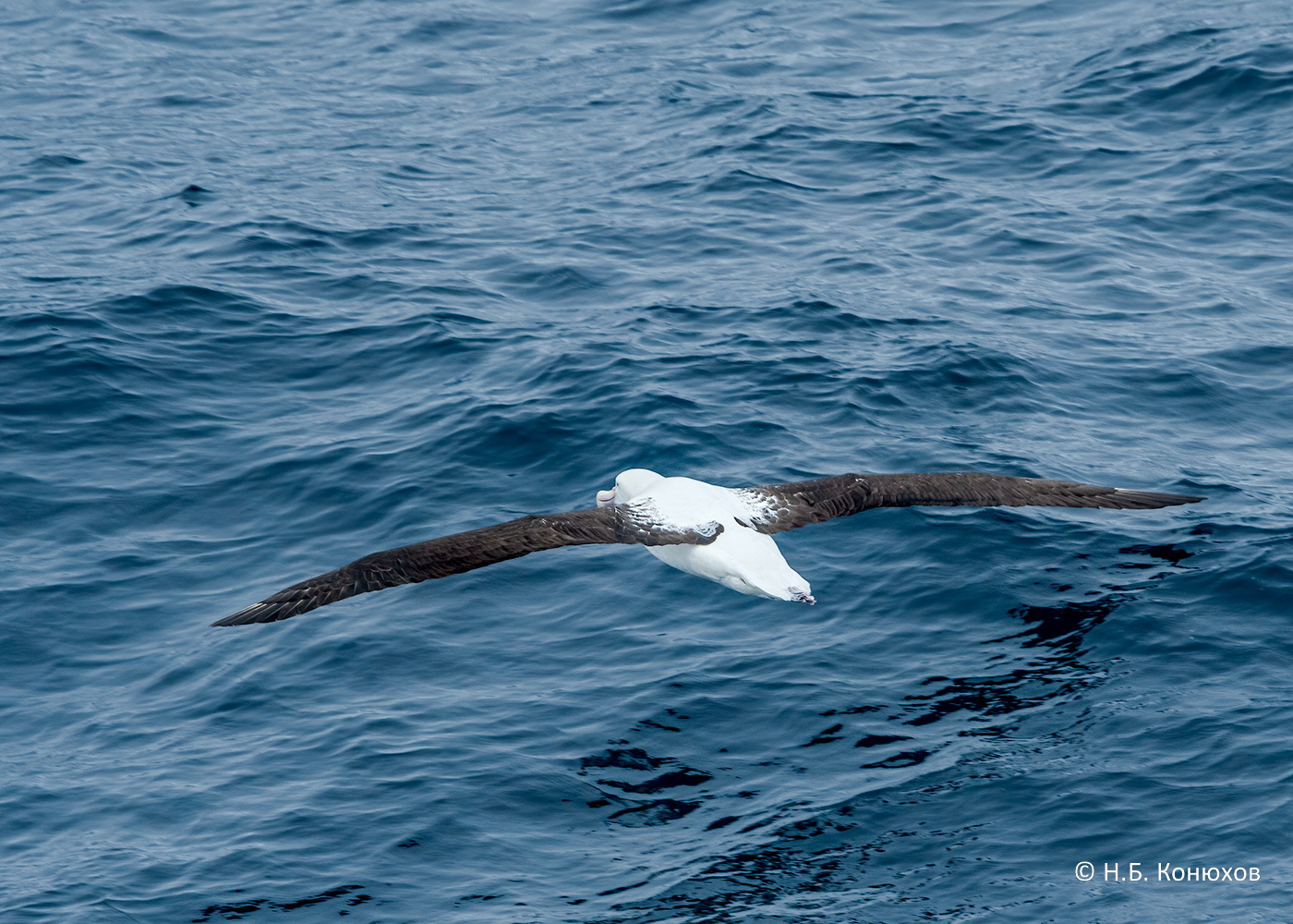 Северный королевский альбатрос Diomedea sanfordi