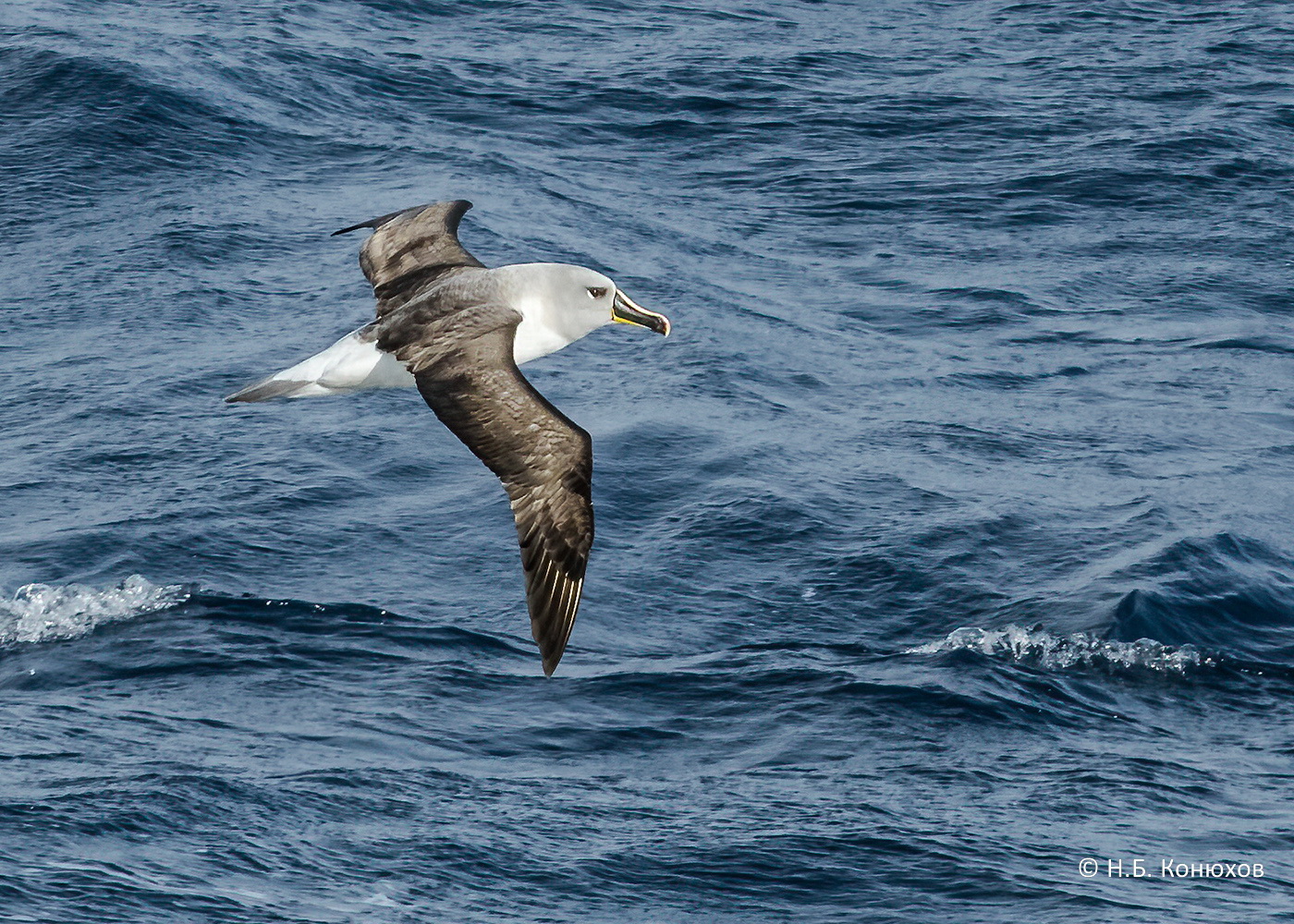 Сероголовый альбатрос Thalassarche chrysostoma