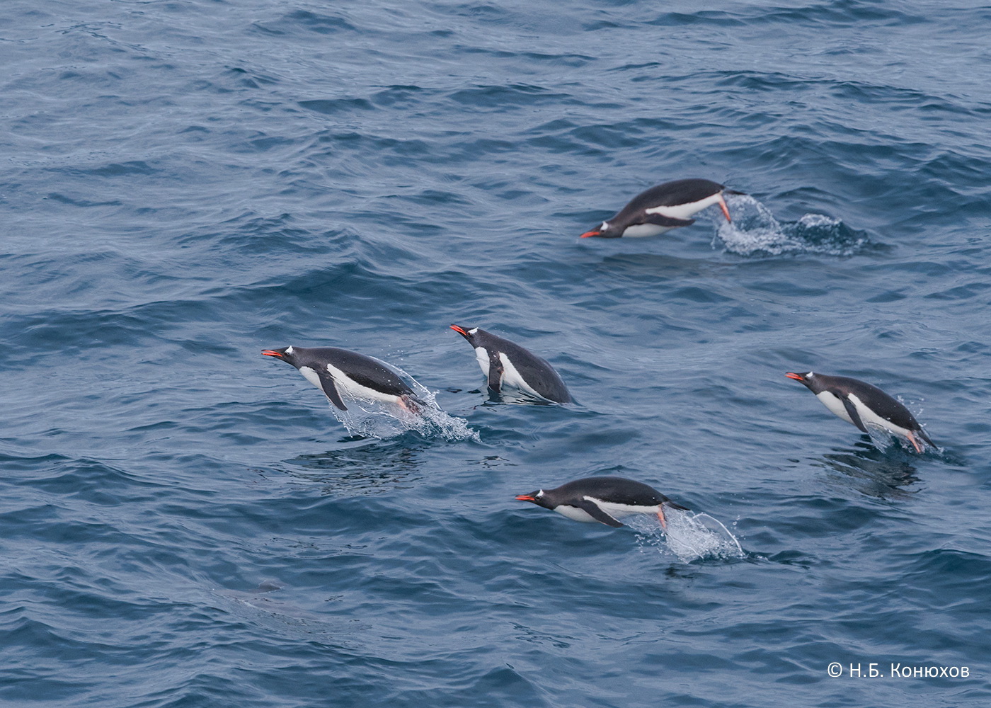 Субарктические пингвины