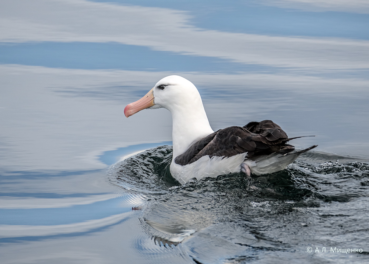 Чернобровый альбатрос Thalassarche melanophris