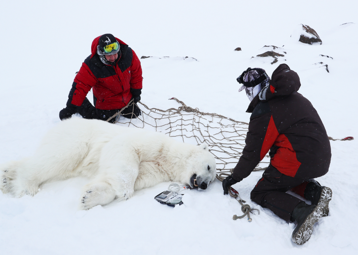 Подготовка к взвешиванию самца белого медведя. Фото: Гавриил Григоров