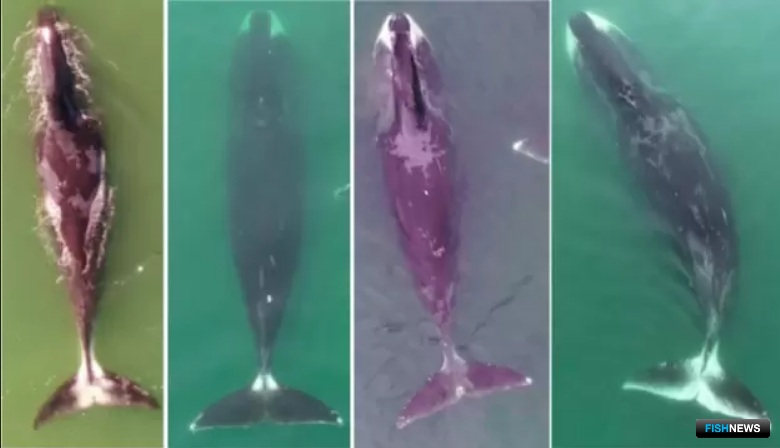 Уровень «седины» на хвосте кита говорит о его возрасте