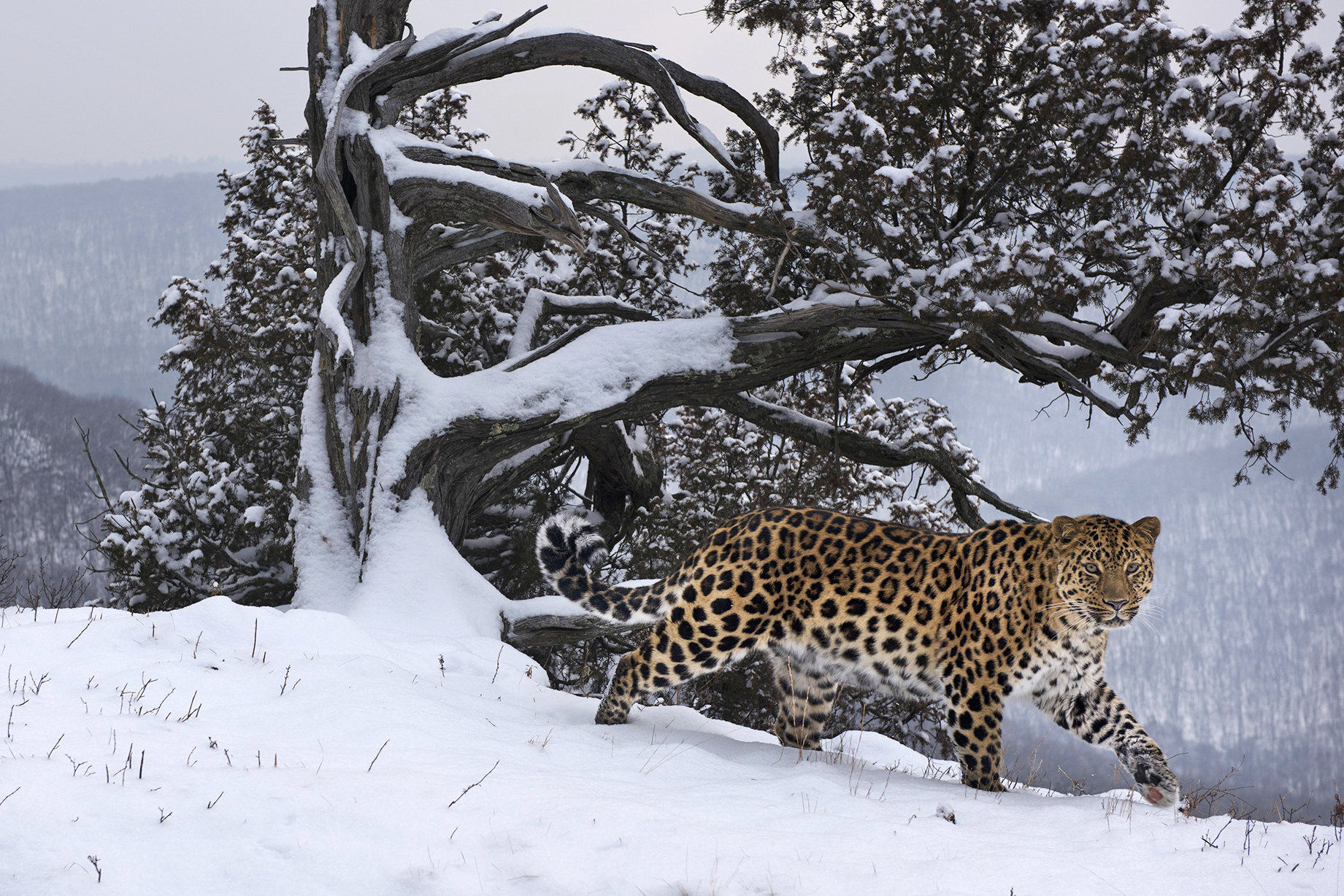 Дальневосточный леопард. Фото: Николай Зиновьев, участник фотоконкурса РГО «Самая красивая страна»