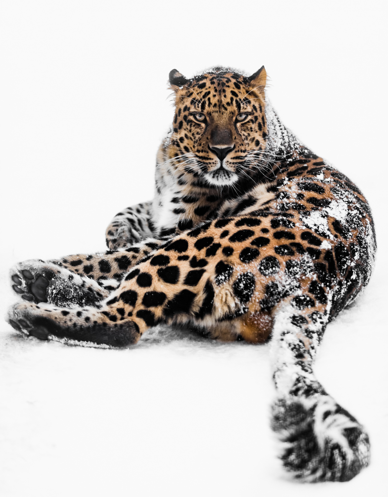 Дальневосточный леопард. Фото: Михаил Колесников, участник фотоконкурса РГО «Самая красивая страна»