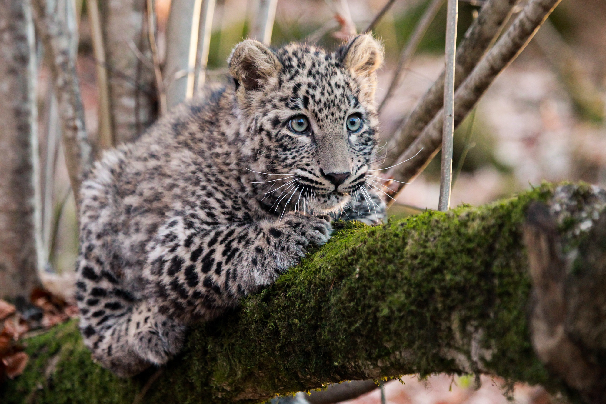 Котёнок переднеазиатского леопарда. Фото: Умар Семёнов