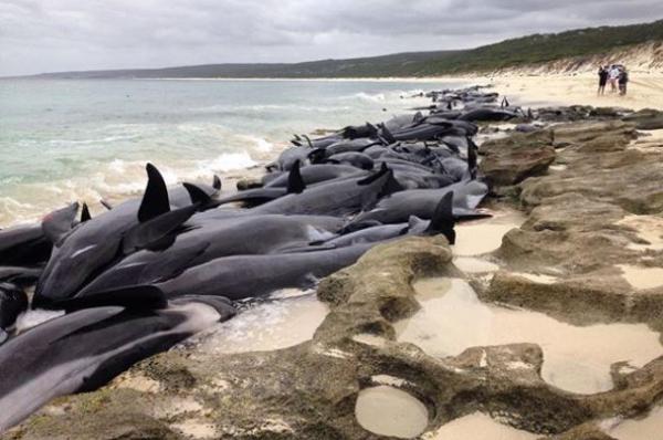 Самоубийства дельфинов в Австралии и Новой Зеландии происходят всё чаще 