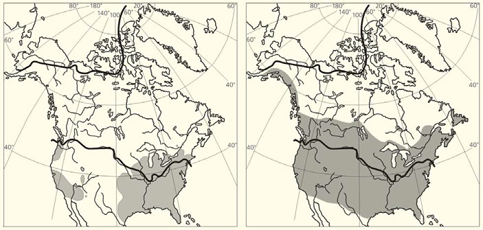 Распространение аборигенных (слева) и «экзотических» для Северной Америки (завезенных) дождевых червей ([3] с изменениями). Жирные линии — южная и северная границы ледника во время последнего ледникового максимума