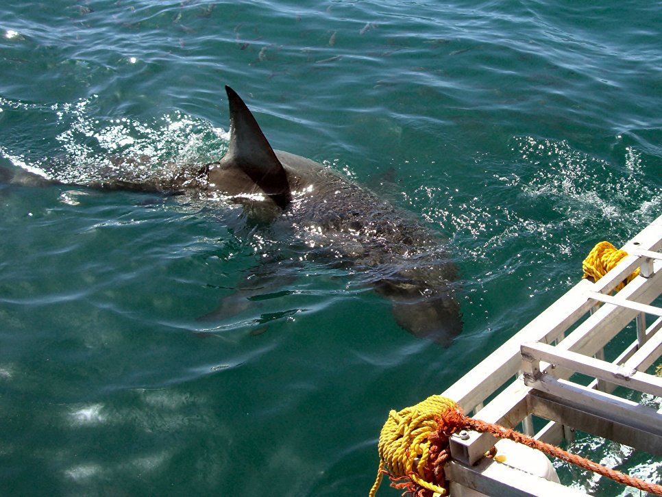 Аттракцион "Дайвинг с акулами" в Южной Африке