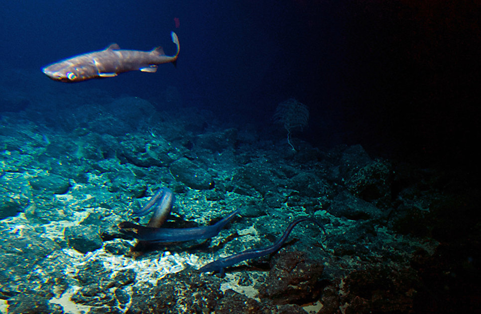 Акула и несколько угрей на дне возле подводного вулкана у берегов острова Гавайи