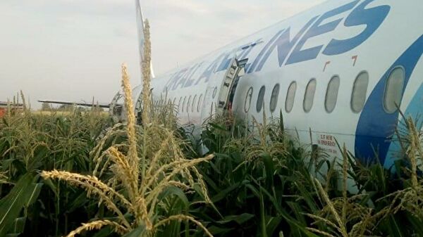 самолет в кукурузном поле