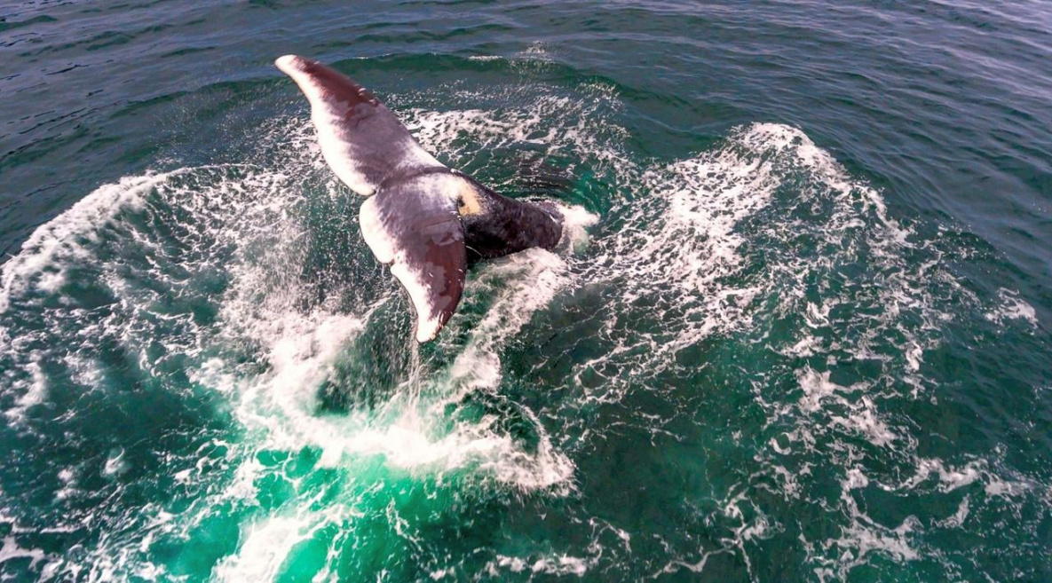 Шантарский кит