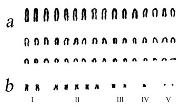 Figure. 2. Karyotype of A. peninsulae: (a) the main set of 48 acrocentric A chromosomes and (b) variants of ﬁve (I–V) classes of Bs. Formulas of Bs are 12.2.5.2.1.2.