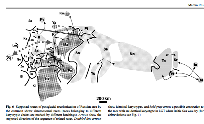 Современного распределение хромосомных рас обыкновенных бурозубок на территории России и предполагаемые пути послеледниковой экспансии