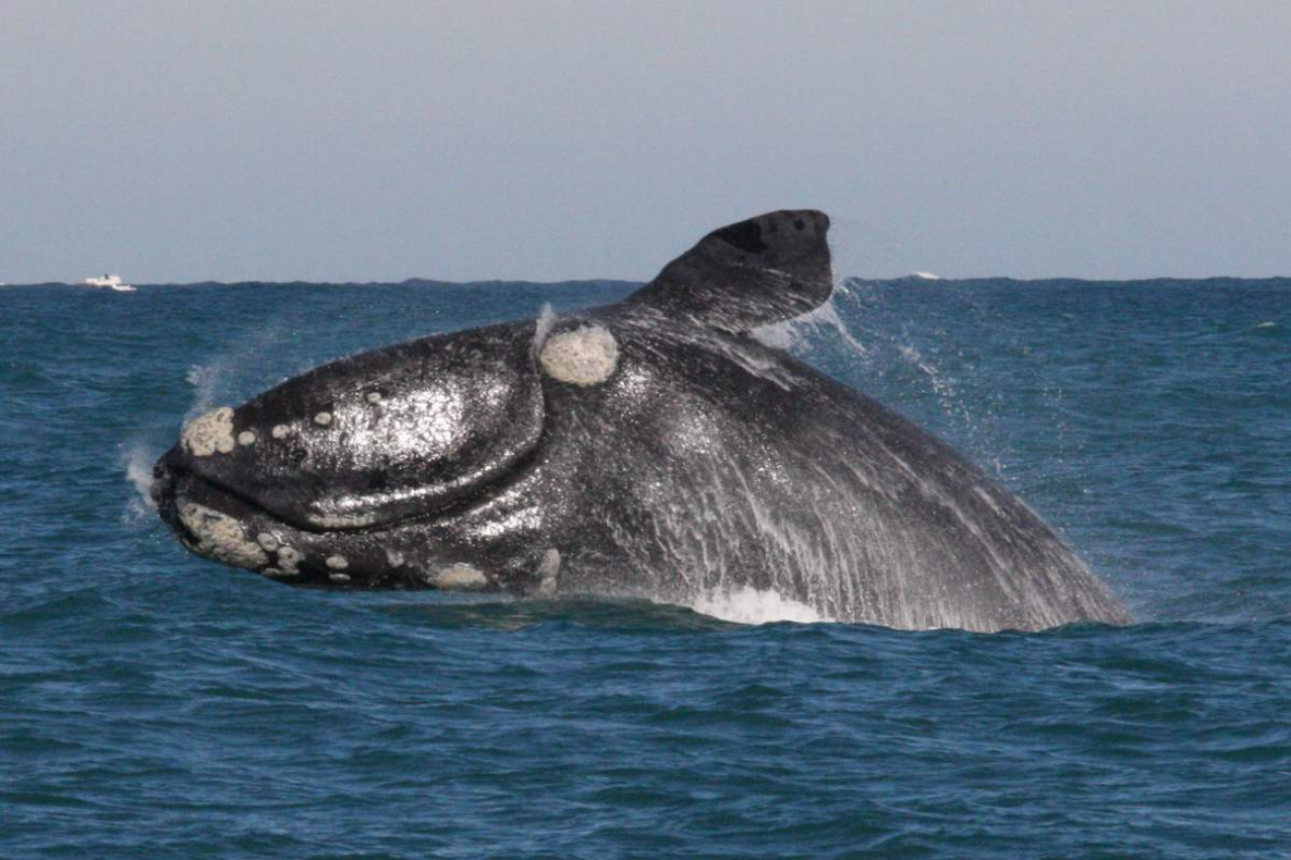 Японский гладкий кит