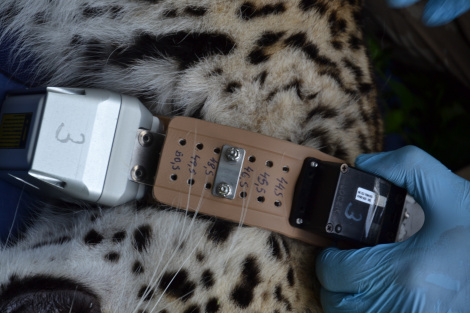 Примерка спутникового ошейника. Фото: Умар Семёнов. Центр восстановления леопардов на Кавказе