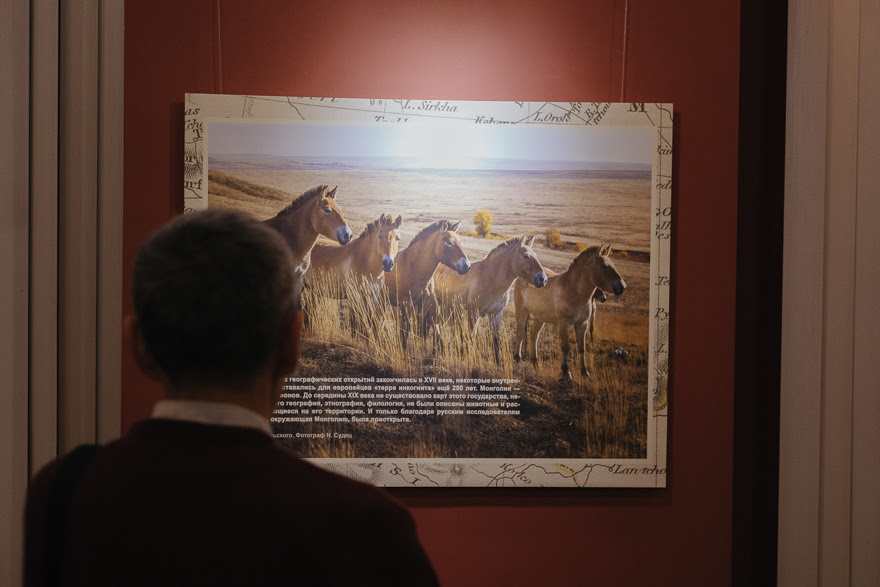 Лошадь Пржевальского — символ Монголии, у этих животных свободолюбивый и независимый характер, подобно коренному народу страны.