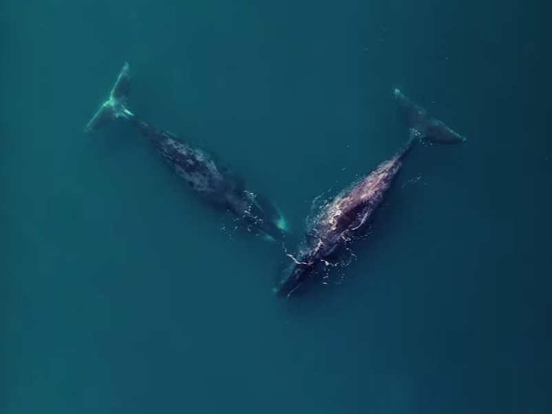 киты