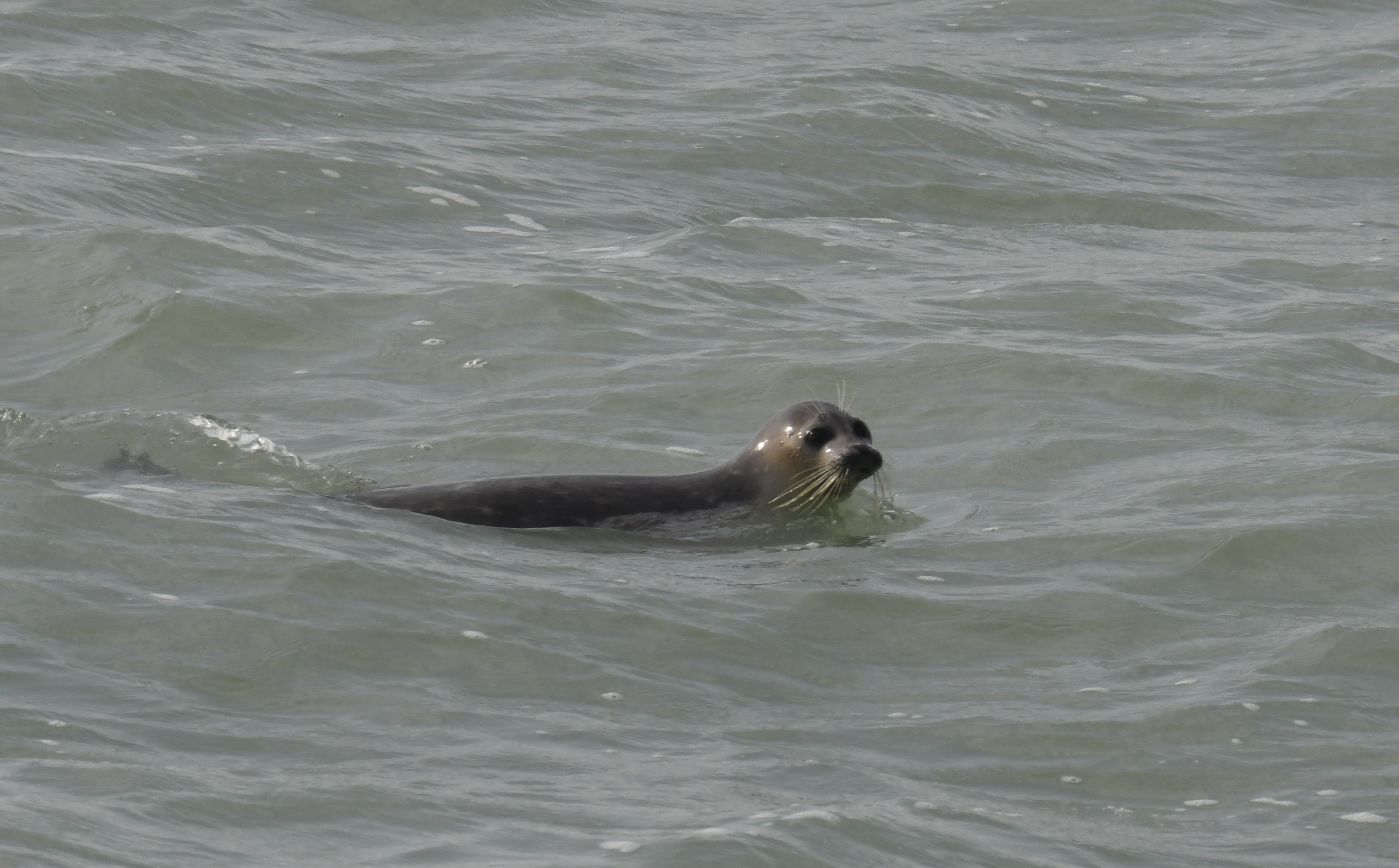Каспийский тюлень в море
