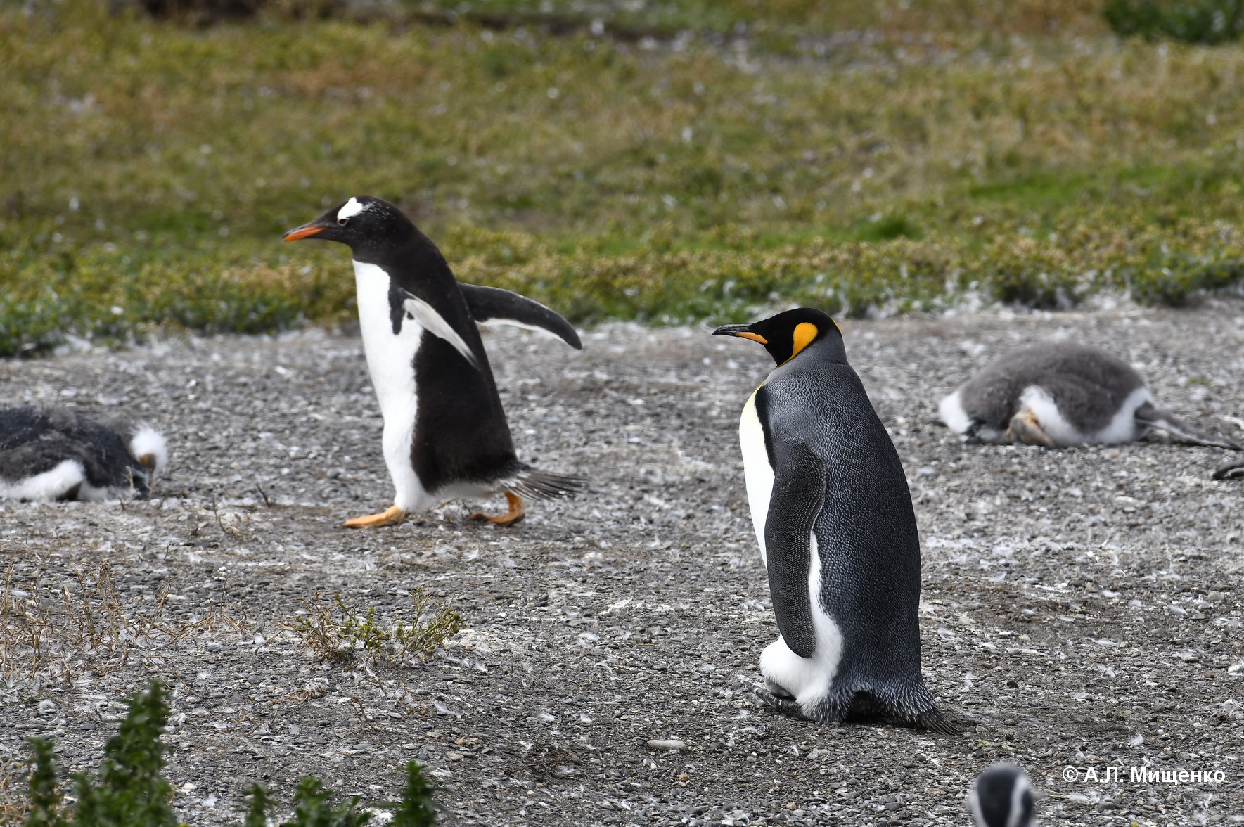 Какой тип развития характерен для субантарктического пингвина