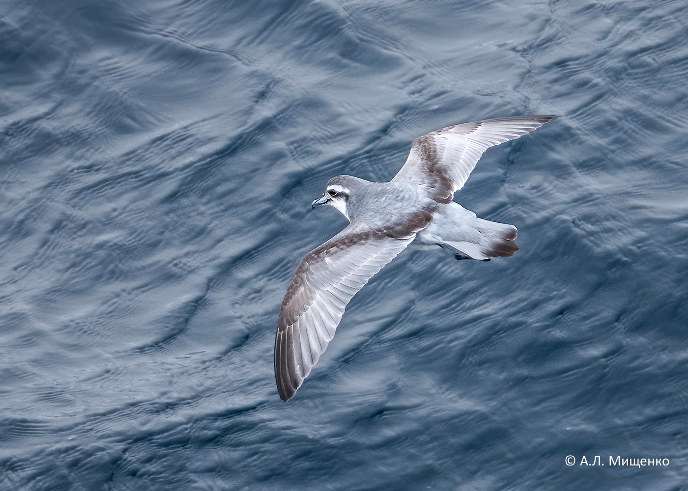 Заметки о птицах атлантического сектора Южного океана, моря Скоша и пролива  Дрейка | ИПЭЭ РАН