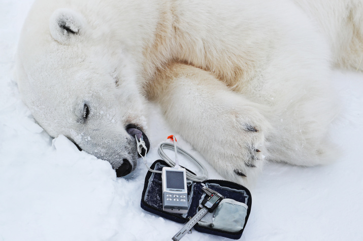 Пока белый медведь спит, ученые изучают состояние его здоровья. Фото: Гавриил Григоров