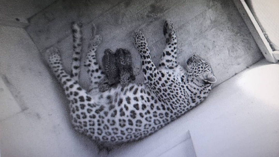 Леопард с детьми