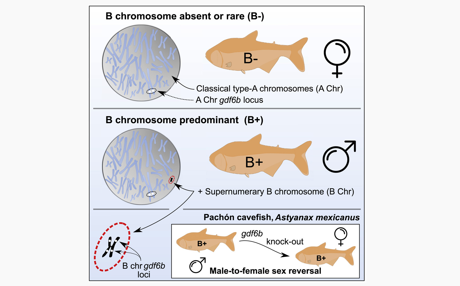 B-хромосомs харациновых рыб