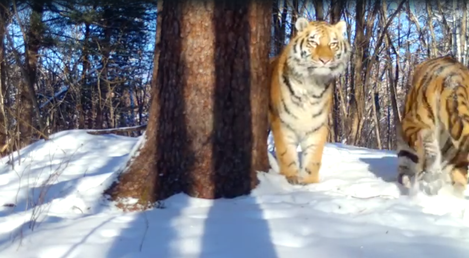 About the Siberian tiger  Russian Geographical Society