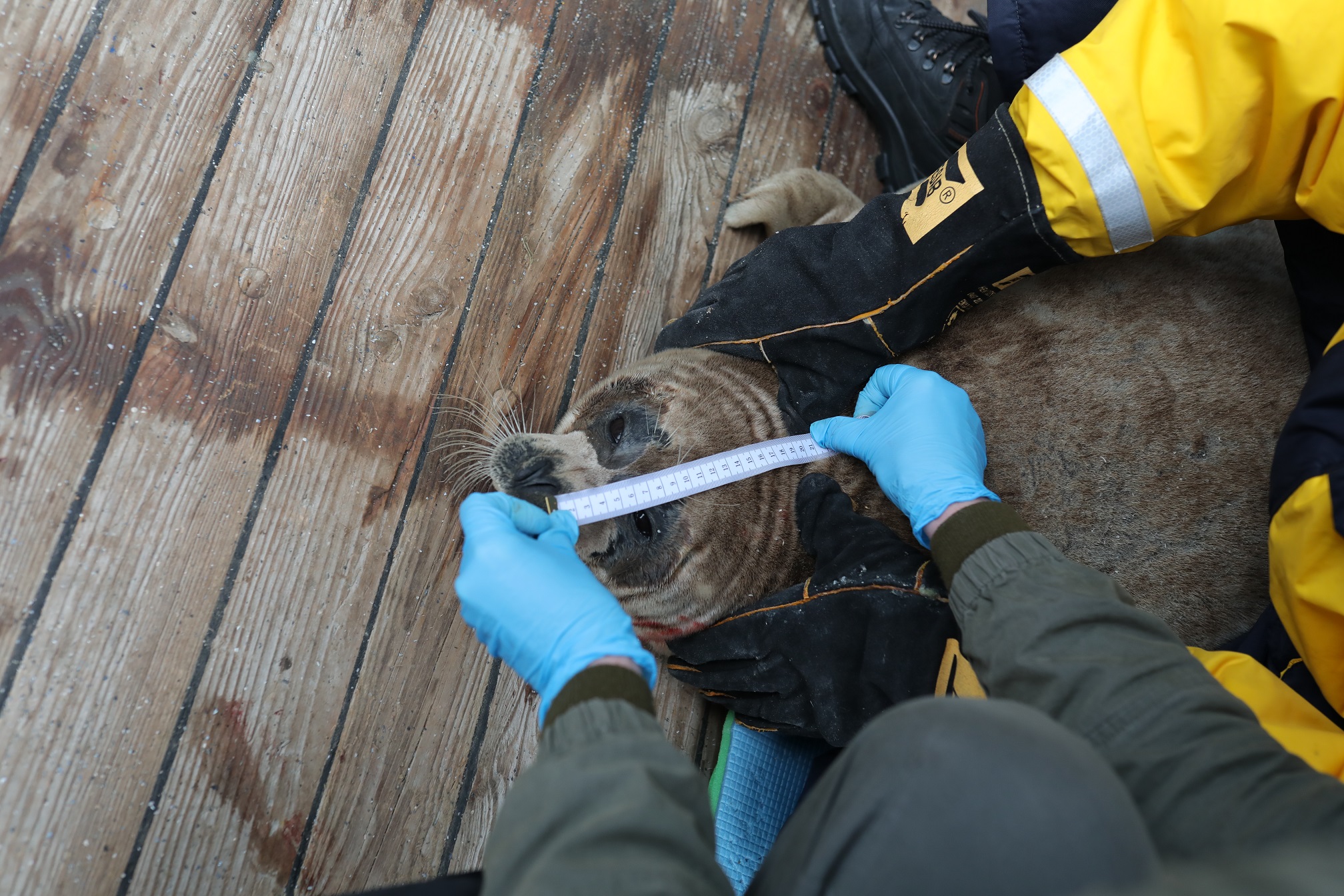 Измерение каспийского тюленя на борту НИС «Алина»