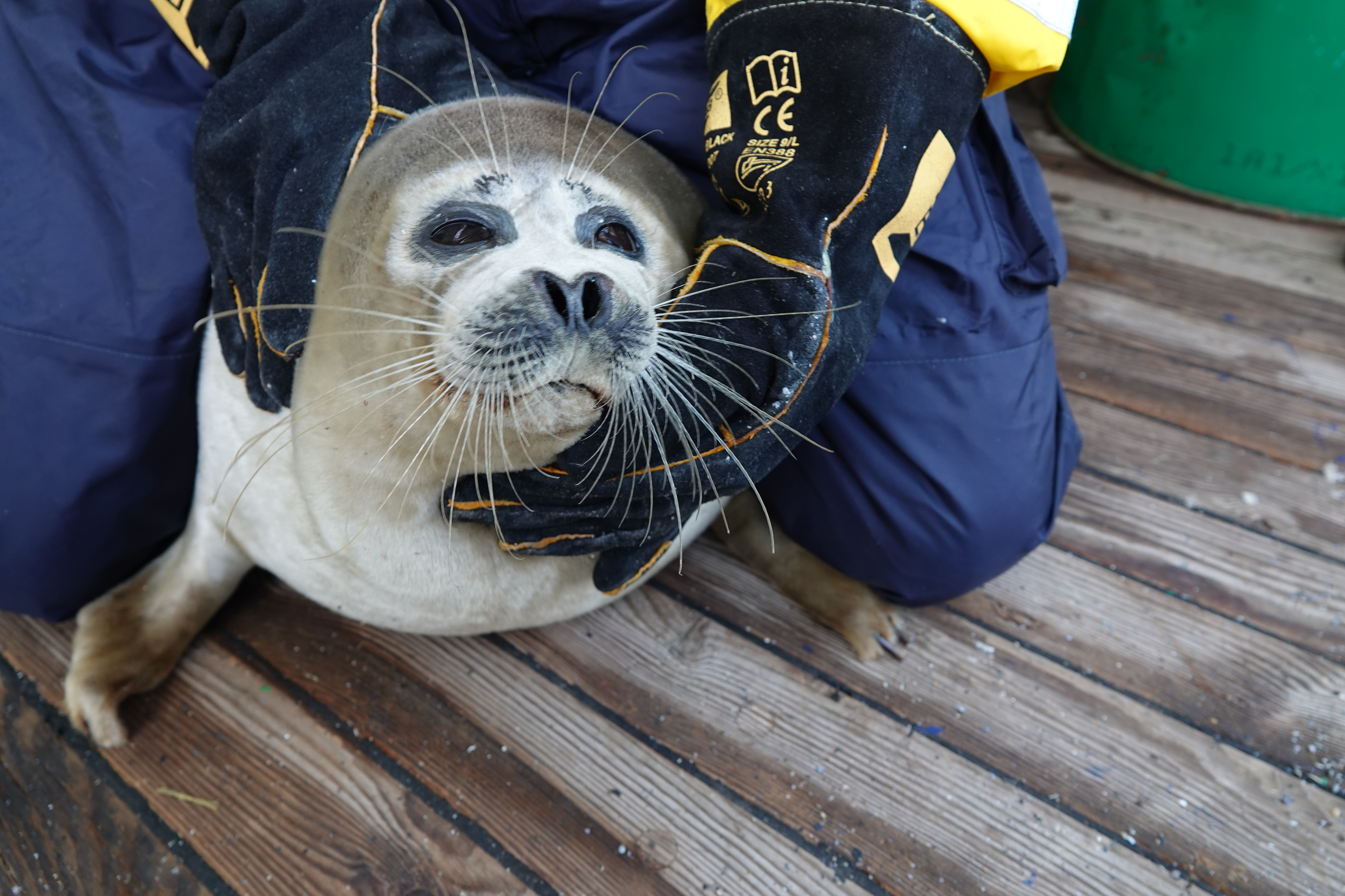 Каспийского тюленя надо крепко держать, иначе он может покусать своими острыми зубами