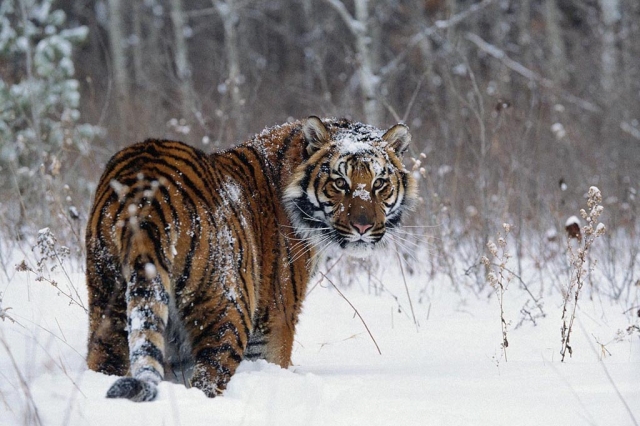 PERMANENT EXPEDITION OF RAS FOR STUDY OF RUSSIAN RED DATA BOOK ANIMALS AND  OTHER KEY ANIMALS OF RUSSIAN FAUNA | IEE RAS