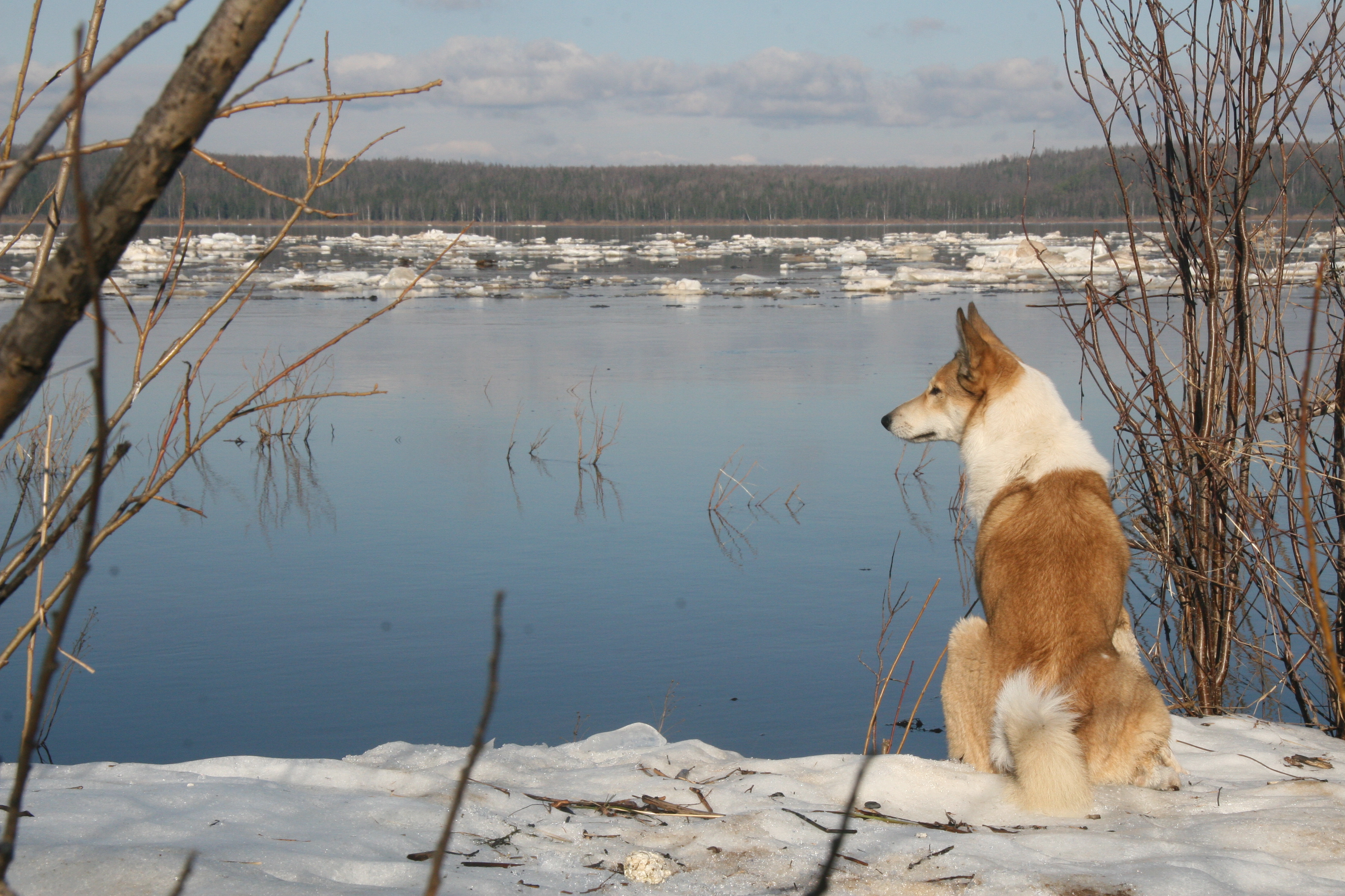 Курчавый тибетский заяц