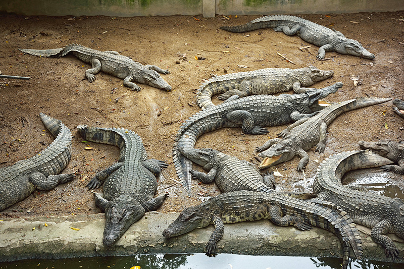 Спящие крокодилы на крокодиловой ферме в Таиланде. Фото: think4photop / Фотодом / Shutterstock