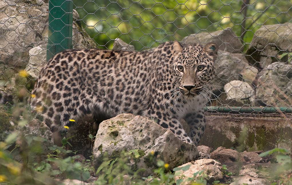 Тест на внимательность: найди всех леопардов на фото