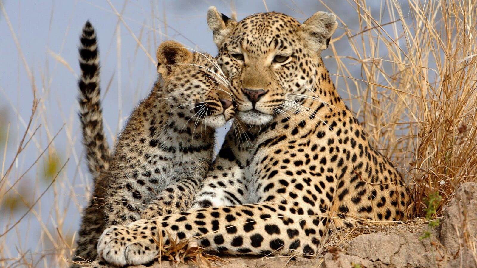 Переднеазиатскому леопард с дитенышом