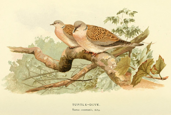 Обыкновенная горлица в книге лорда Лилфорда «Цветные изображения птиц Британских островов» (1897)