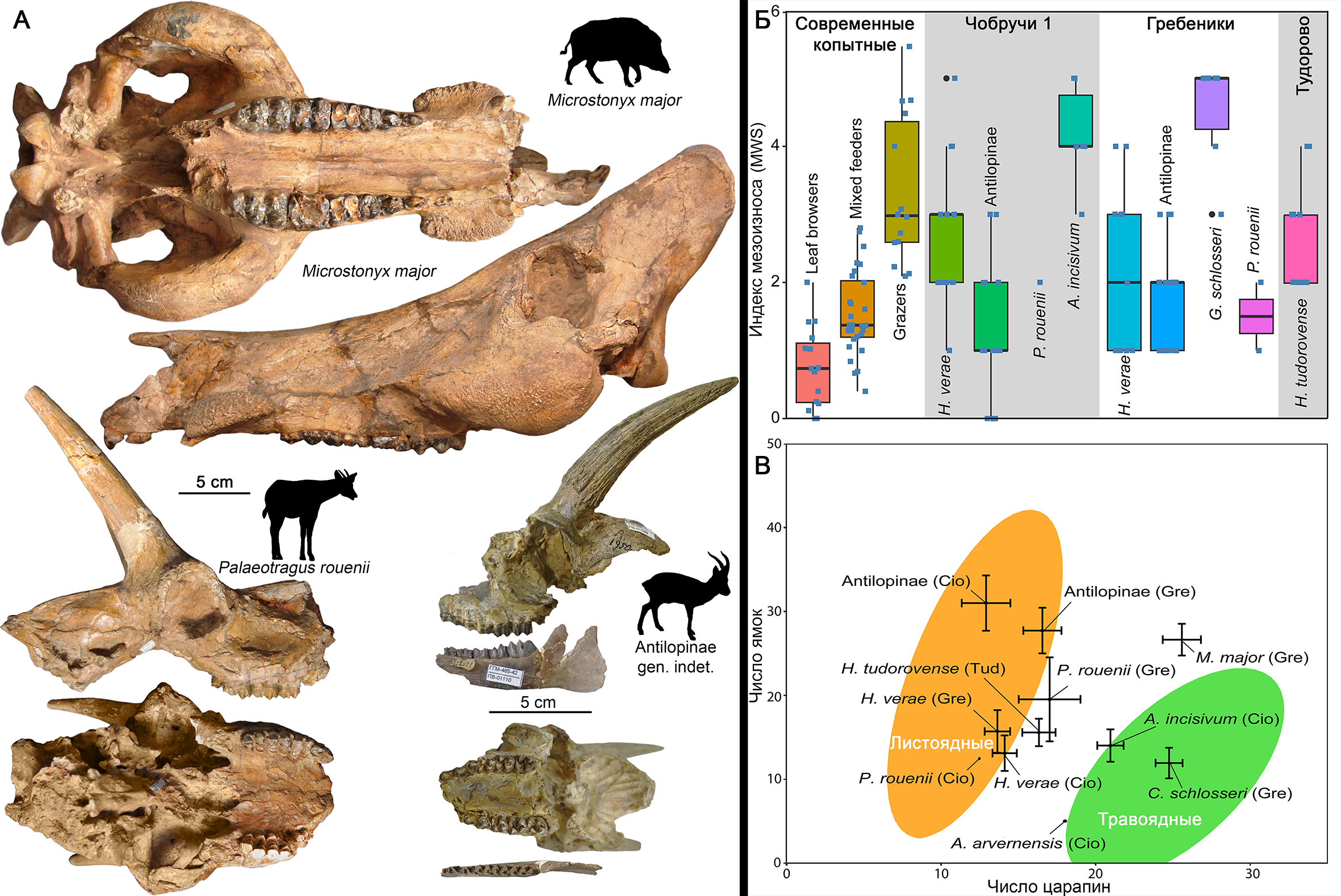 Некоторые парнокопытные, обитавшие в позднемиоценовой саванне Северного Причерноморья (А), а также результаты изучения мезо- (Б) и микроизноса (В) их зубов.