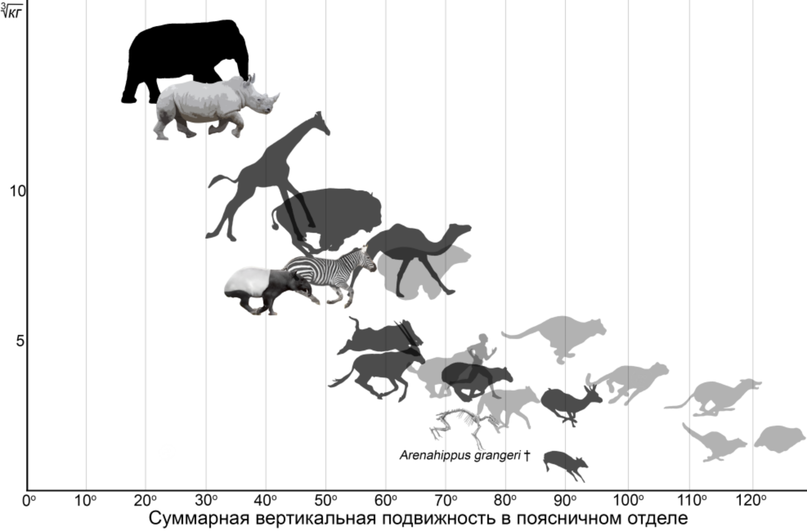 Диаграмма, показывающая соотношение суммарной вертикальной гибкости поясничного отдела спины и кубического корня массы тела у некоторых хищных, хоботных, парно- и непарнокопытных.