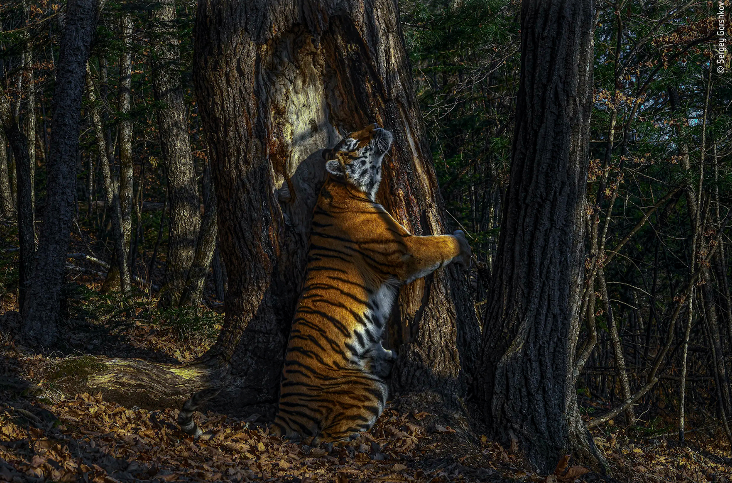 Сценарий дикая природа. Национальный парк земля леопарда Амурский тигр.