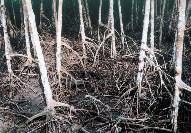 Ходульные корни деревьев мангров, которые обнажаются во время отлива