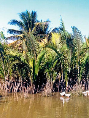 Пальма нипа — обычный представитель растительного мира мангровых зарослей
