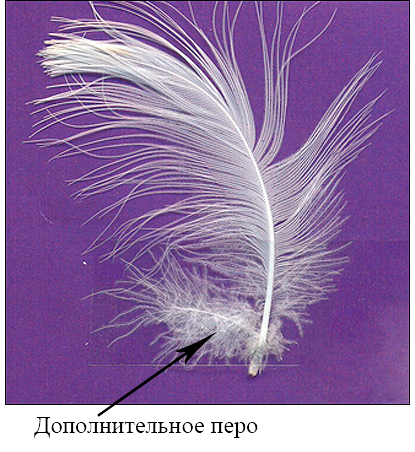 Покровное перо чайки-хохотуньи (Larus cachinnans).