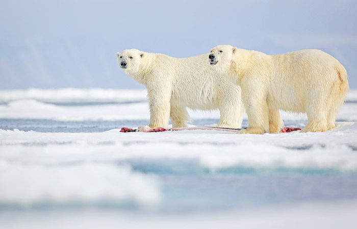 Картинки белые медведи на снегу (63 фото) » Картинки и статусы про окружающий мир вокруг