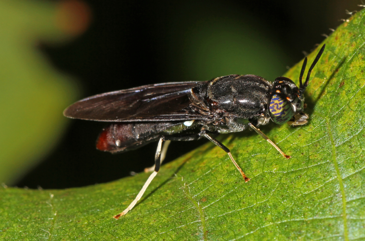 Черная львинка. Hermetia illucens. Черная Муха. Солдатская Муха. Black Soldier Fly.