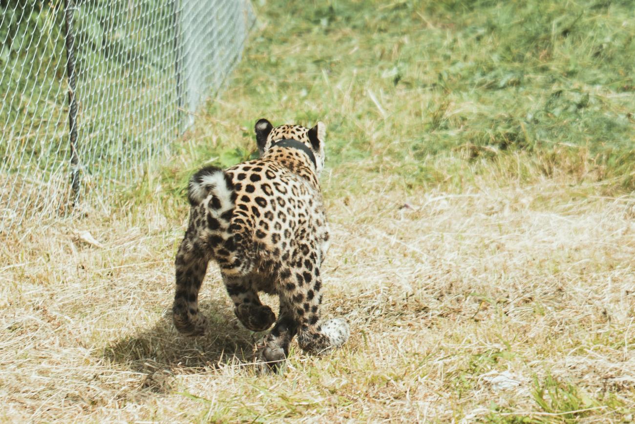 The forests of North Ossetia received another leopard released into the  wild | IEE RAS