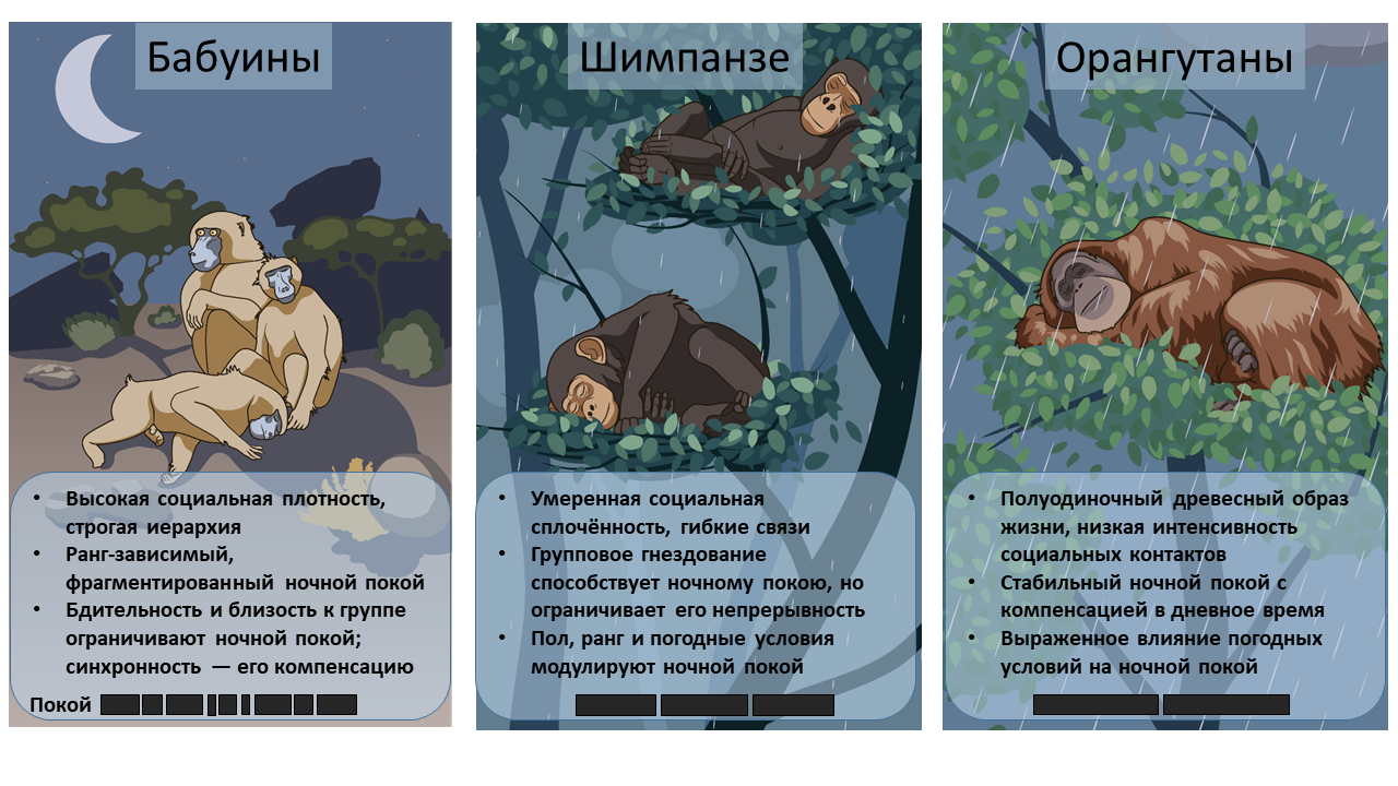 Сон приматов: издержки социальной жизни | ИПЭЭ РАН