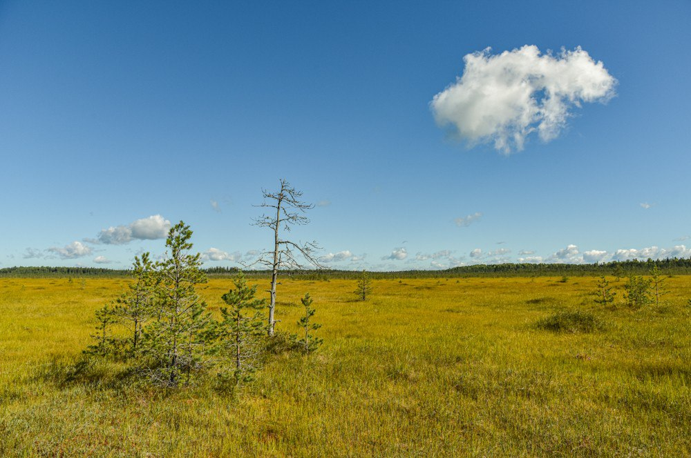 Затерянный мир болот и озер в лесах Владимирской Мещёры - фото, картина