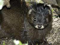 Для исследования причин исчезновения европейской норки и ее сохранения создан специальный центр