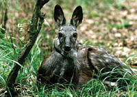 Кабарга – вид, для которого разработана технология прижизненного сбора мускуса