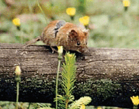 Красная полевка – один из объектов исследований социального поведения